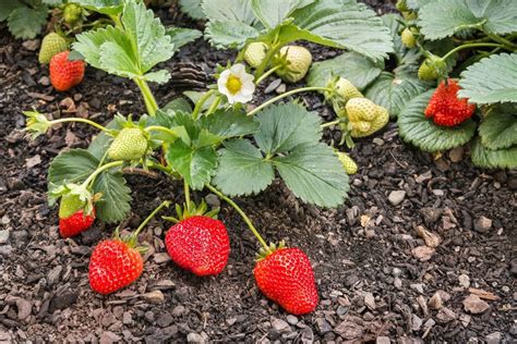 How To Grow Strawberries From Runners The Seed Collection