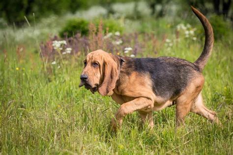 How Smart Are Bloodhounds Everything We Know About Their Intelligence