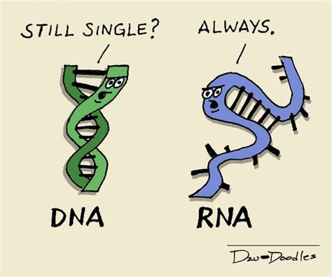 Dna And Rna Biology Humor Biology Jokes Science Humor