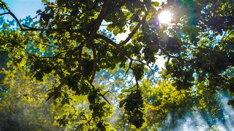 Sunbeam Through Trees Stock Photos Motion Array