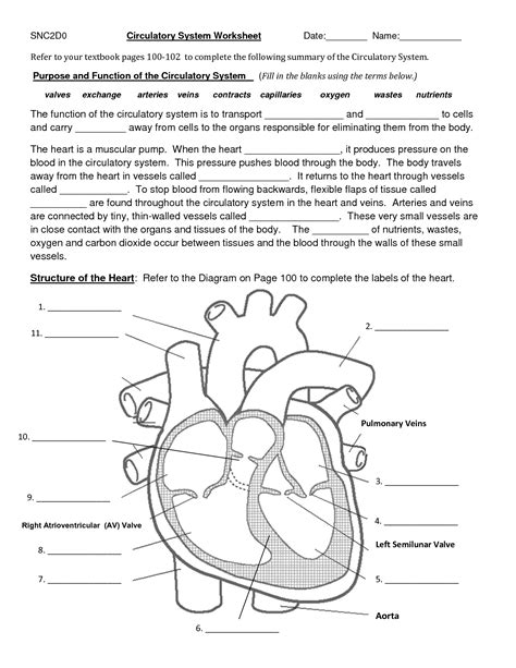 18 Circulatory System Worksheets And Answers