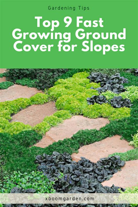 Fast Growing Ground Cover Hillside Ground Cover And Shrubs