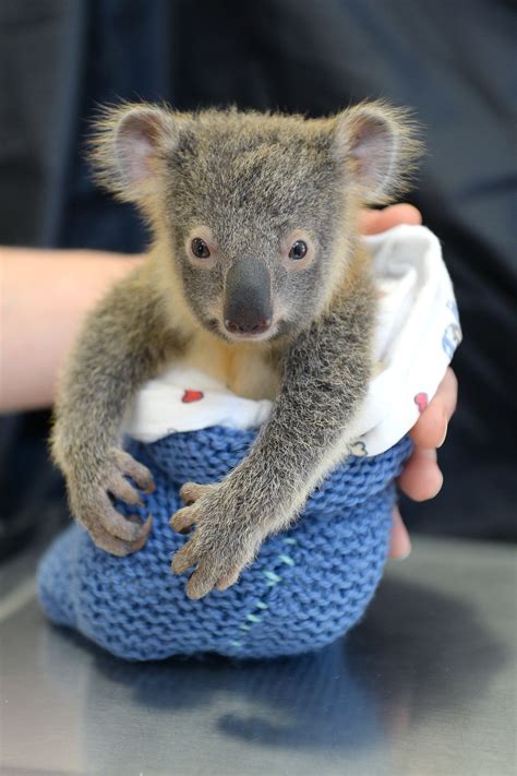 Adorable Baby Koala Cuddles Mom During Surgery Fox News
