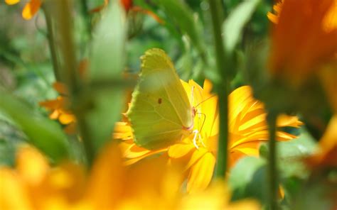 2560x1600 Butterfly Macro Flowers Yellow Flowers Wallpaper