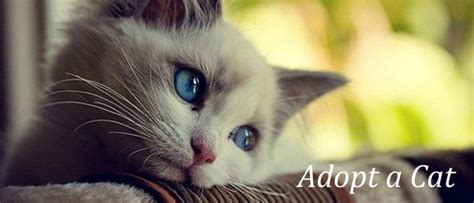 There are no hidden costs. Cat Adoption in Harford County Maryland | The Humane ...