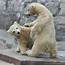 Cute Polar Bear Family Stock Photos By Sergei Gladyshev