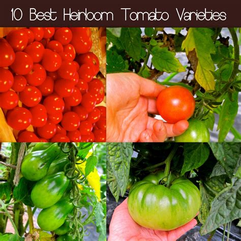 10 Best Heirloom Tomato Varieties