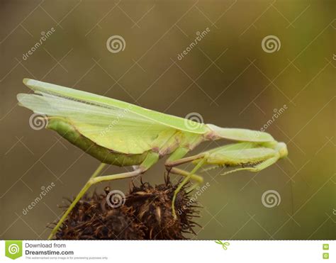 Mantis On The Tong Mating Mantises Mantis Insect Predator Stock