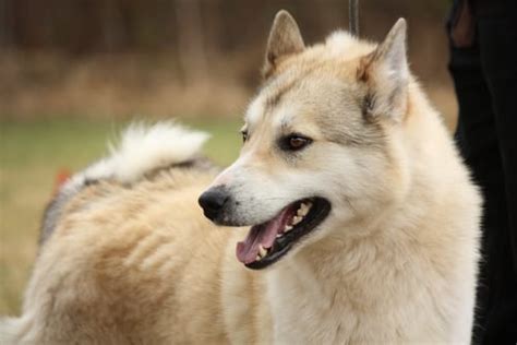 17 Dog Breeds From Russia
