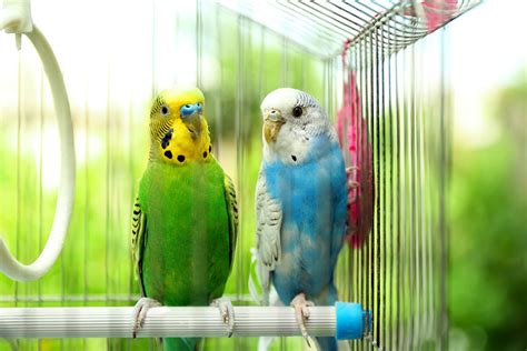 Budgie Colour Types Varieties And Types Budgies Guide Omlet Uk