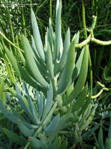 This is the largest of the three and sort of a slow grower. Introduction to Succulent Senecios - Dave's Garden