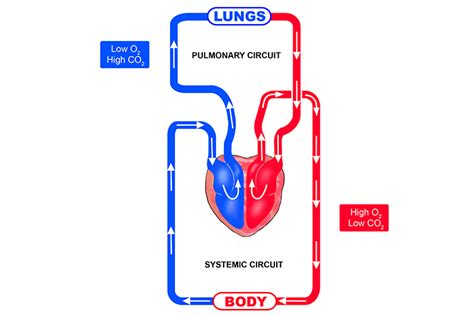 Diagram Pulmonary Circuit
