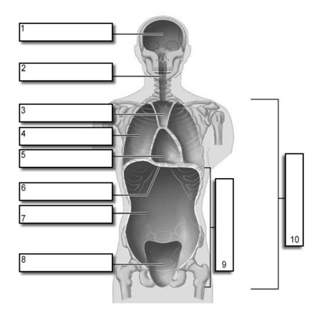 Ventral Body Cavity Diagram Diagram Quizlet