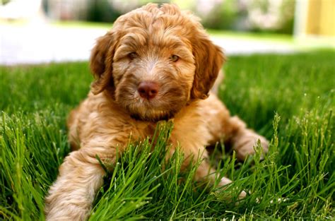 They are good with children, well behaved and good cuddle buddies. Whoodle