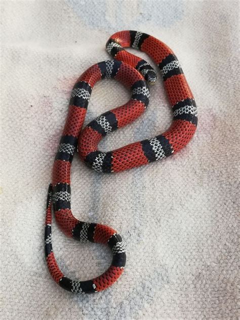 Double Banded Coral Snake Mimic Erythrolamprus Bizona In 2021 Coral