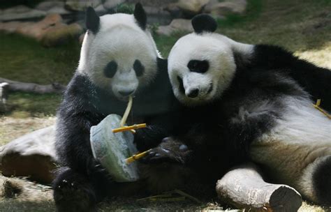Panda Couple Finally Manages To Naturally Mate After A Decade Long Wait