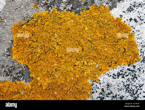 Yellow Lichen Growing On Old Stone Wall Stock Photo Alamy