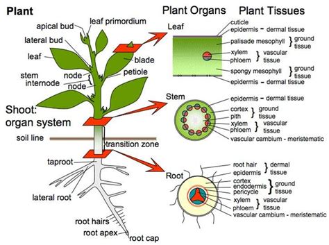 Dermal Tissue Plants Plants Bp