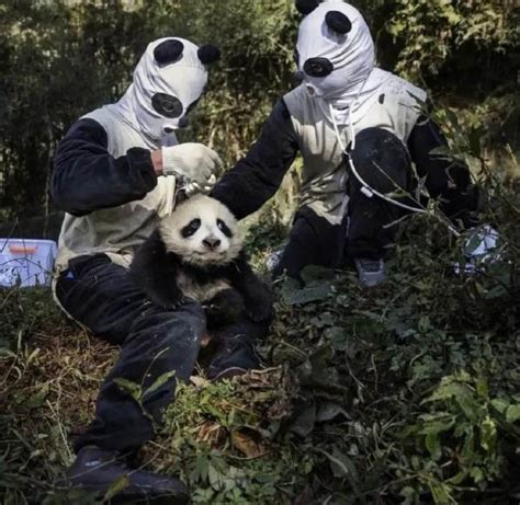 ‘a Bit Weird Chinese Wildlife Staff Go Viral For Wearing Panda Suits