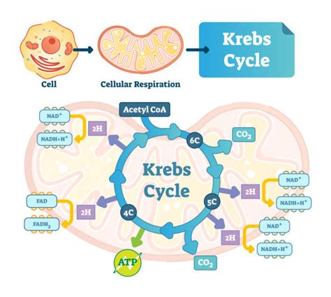 The Krebs Cycle A Step By Step Explanation Praxilabs