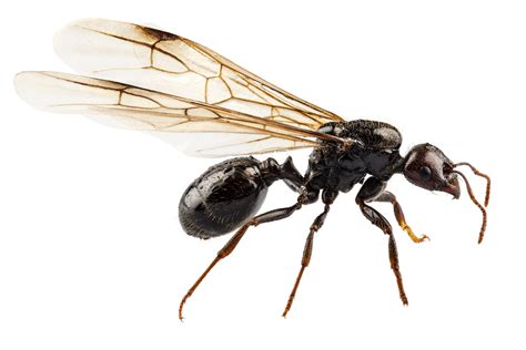 Flying Ants Or Termites Know The Difference Mymove