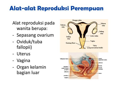 Anatomi Dan Fisiologi Sistem Reproduksi Wanita Ppt My XXX Hot Girl