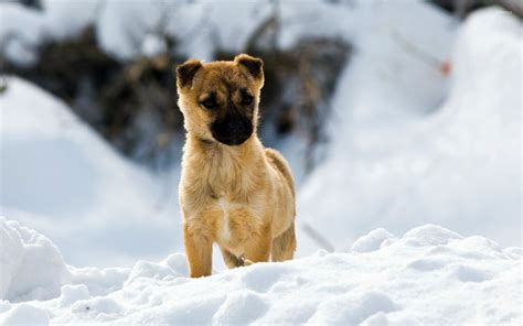 Puppy In The Snow Wallpaper Animal Wallpapers 26117