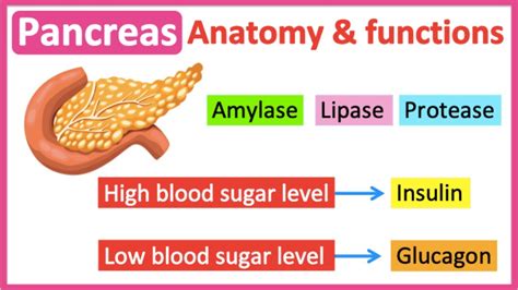 Pancreas Anatomy And Function🤔 Easy Learning Video Youtube