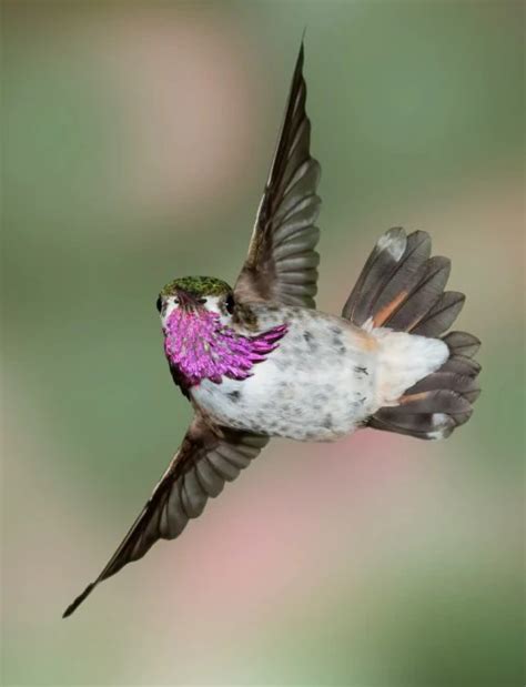 Hummingbirds Are Beautiful But Their Personalities Are For The Birds