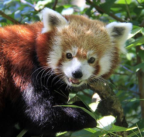Central park's original plan designed by frederick law olmsted and calvert vaux excluded a zoo, but park commissioners responded to the ad hoc housing of animals by seeking a location for a. Red Panda at the Central Park Zoo