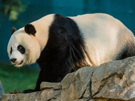 Giant Panda Mei Xiang Isnt Pregnant National Zoo Says The