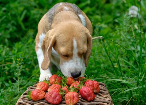 My cat goes crazy over the leaves on strawberries. The Dis-Patch - The Strawberries.com Blog