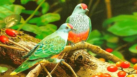 Check out this fantastic collection of birds hd wallpapers, with 50 birds hd background images for your desktop, phone or tablet. The World Of Birds Beautiful Colorful Birds Hd Wallpaper ...