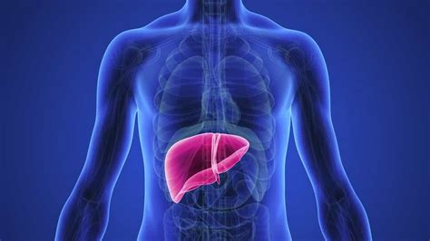 Bile The Liver And Pancreas What Are They And What Do They Do Fun
