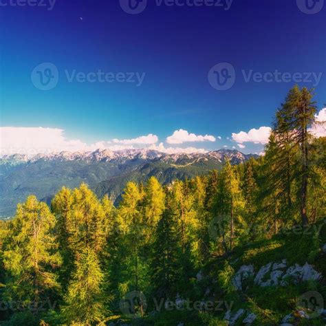 Pine Tree Forest 6782510 Stock Photo At Vecteezy