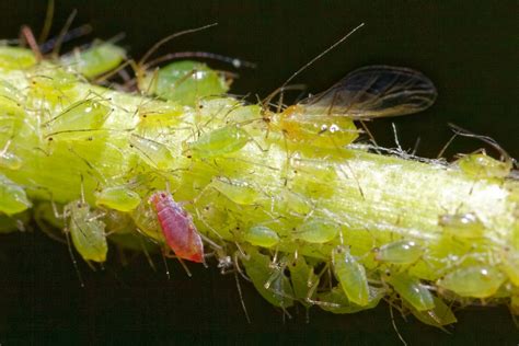 Aphids On Tomatoes 10 Things You Should Know To Strengthen Defense