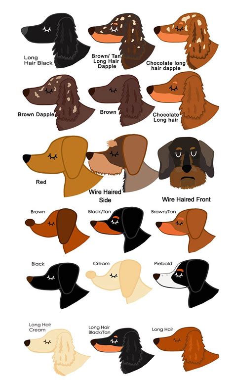 Different Types Of Dachshunds Colors