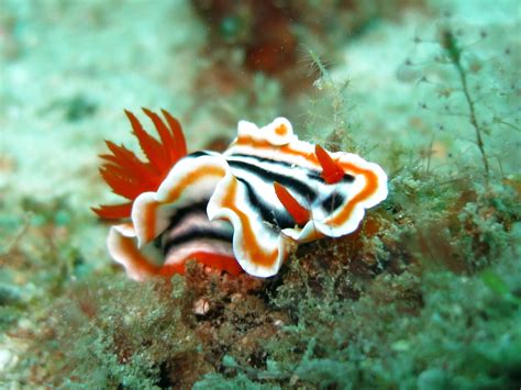Free Images Water Nature Ocean Animal Diving Underwater