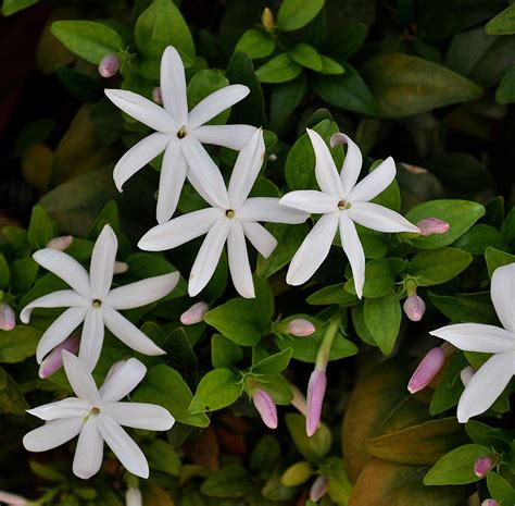Starry Wild Jasmine Boerejasmyn Jasminum Multipartitum Cape
