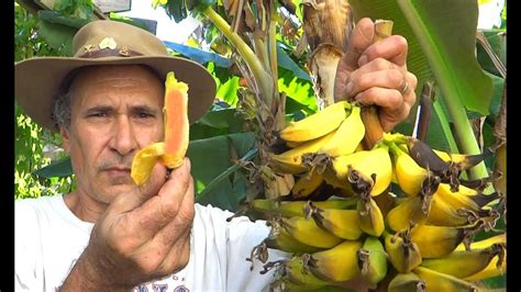 Growing Plantains Bananas In California Harvest Storing Eating Youtube