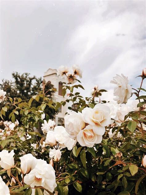 White Roses Vintage Aesthetic Iphone Wallpaper Summer