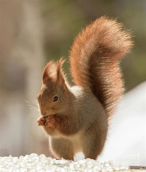Red Squirrel Standing With Back Light Photograph By Geert Weggen Pixels