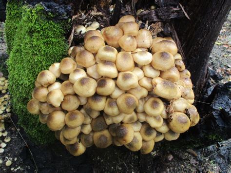 The Humongous Fungus Among Us Tony Tomeo