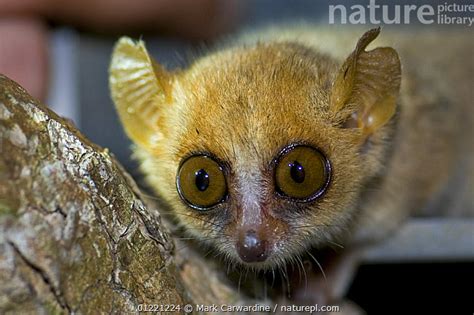 Nature Picture Library Madame Berthes Mouse Lemur Microcebus Berthae