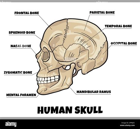 Human Skull Bones Anatomy Diagram Illustration Stock Vector Image And Art