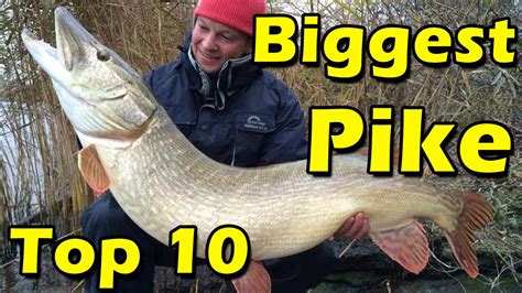 Biggest Pike Ever Caught In The World Top 10 Youtube