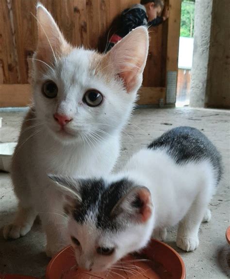 Hallo, wir haben ab dem 20.08.21 3 kleine kätzchen abzugeben. Katzenbabys: Kleine Katzen gebraucht kaufen - Landwirt.com