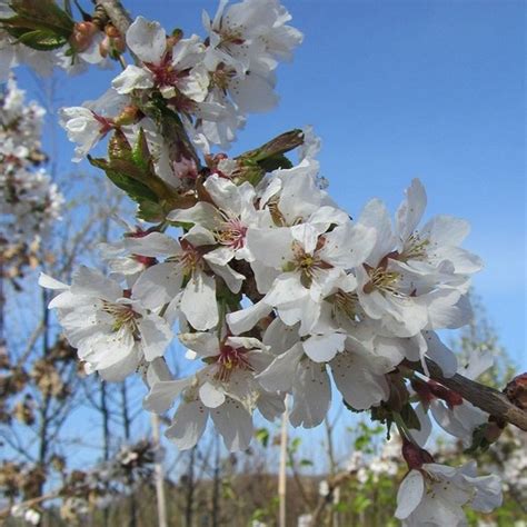 Weeping Yoshino Cherry Tree Pink White Spring Blooms —