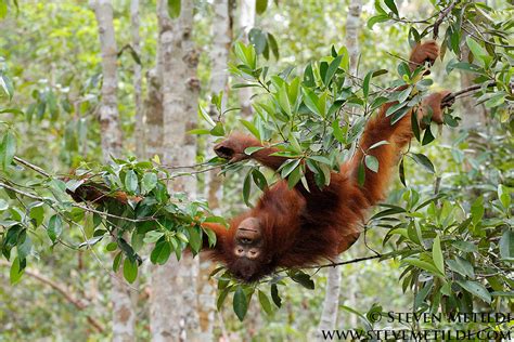 Orangutan Crestedblackmacaque Tarsier Long Tailed
