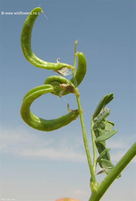 More images for astragal boot replacement » Astragalus corrugatus